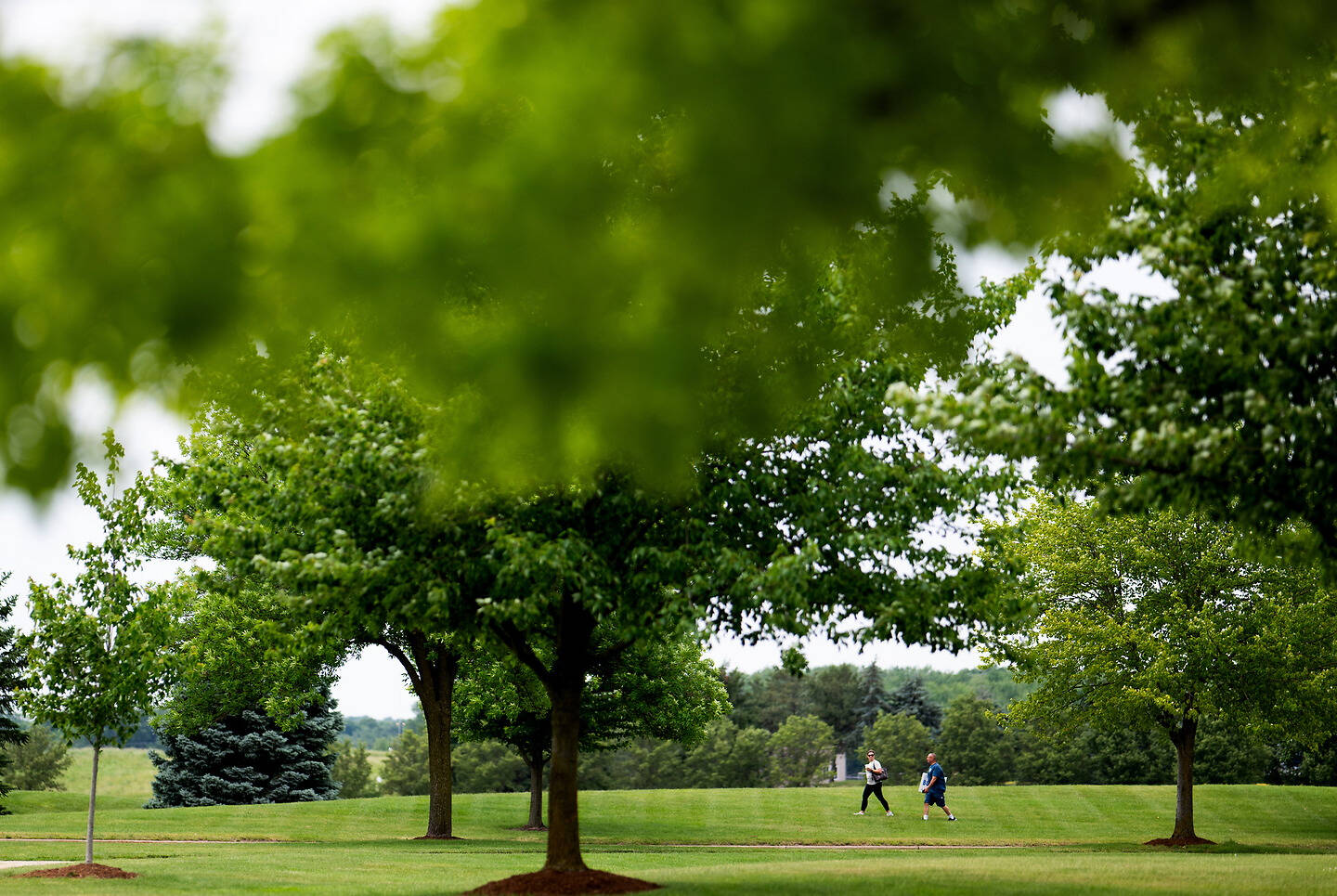 Two individuals walk across a grassy field framed by lush green trees on a bright day.